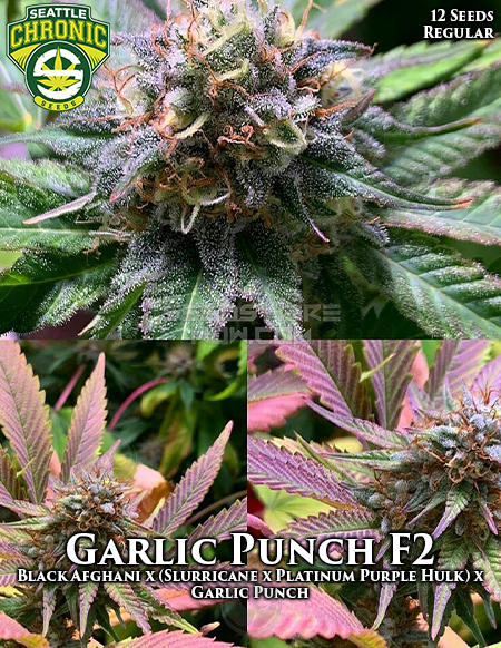 Garlic Punch F2