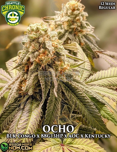 OCHO flowering cannabis, as labeled by the cited photo source