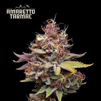 SeedStockers Cannabis Strains
