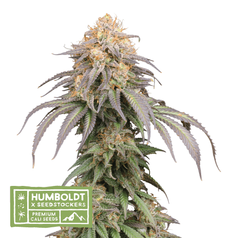 Mandarin Panties Auto