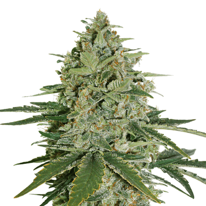Super Skunk: strain page photo, credit seedfinder.eu, copyright status shown with credit copyright unverified