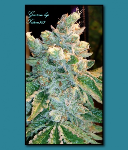 Triangle Mints (von Seed Junky Genetics) :: Cannabis Sorten Infos ::  SeedFinder.eu