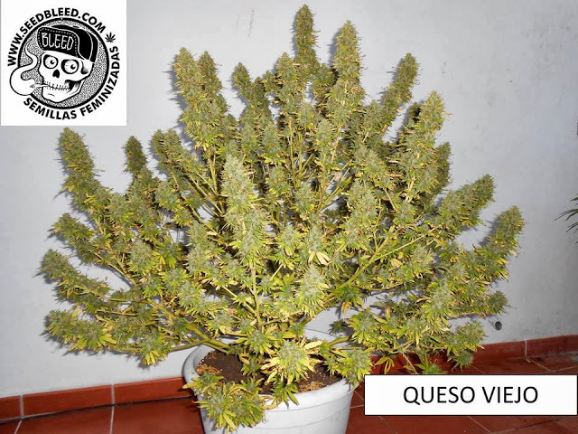 Queso Viejo