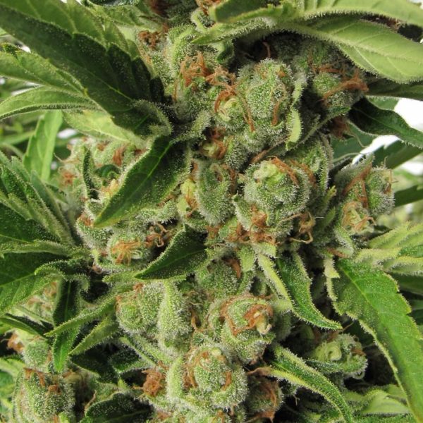 Orange Kush: strain page photo, credit seedfinder.eu, copyright status shown with credit copyright unverified