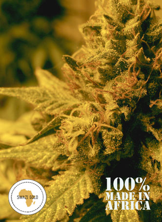 Swazi Gold: strain page photo, credit seedfinder.eu, copyright status shown with credit copyright unverified