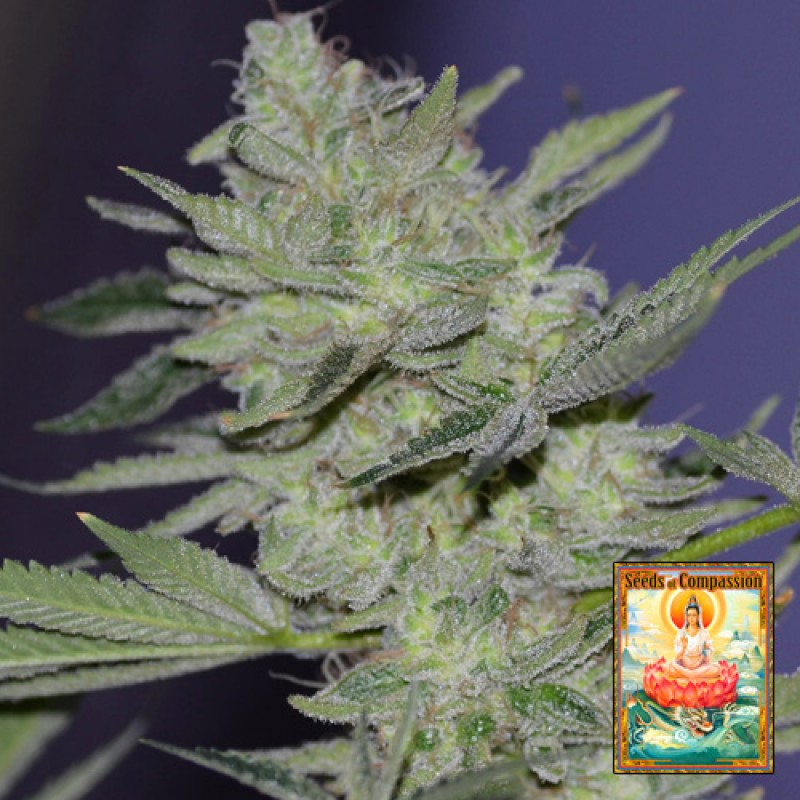Gorilla Biscuit flowering cannabis, as labeled by the cited photo source