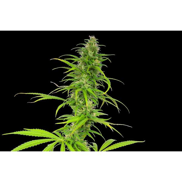 Californian Skunk Haze