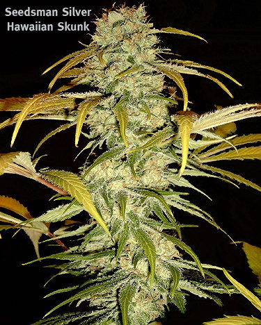Hawaiian Skunk