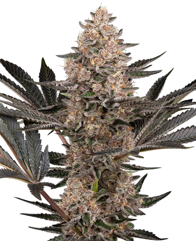 Karate Kid archive 0