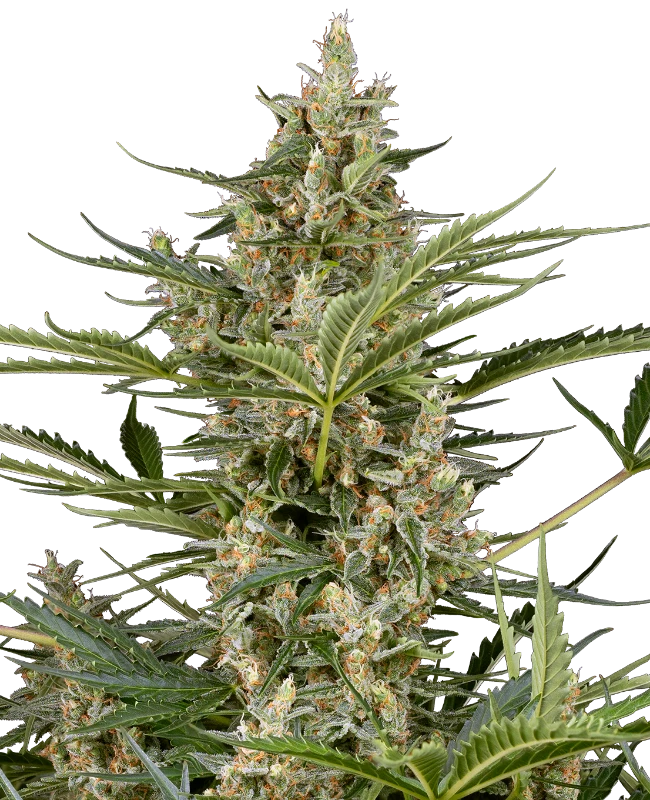 Peace Love & Harmony