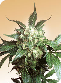 Black Domina: strain page photo, credit seedfinder.eu, copyright status shown with credit copyright unverified