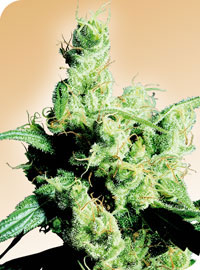 Silver Haze: strain page photo, credit seedfinder.eu, copyright status shown with credit copyright unverified