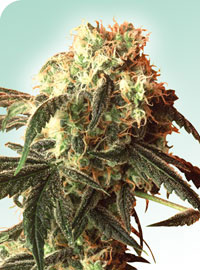 Silver Pearl: strain page photo, credit seedfinder.eu, copyright status shown with credit copyright unverified