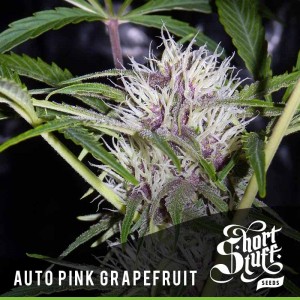 Auto Pink Grapefruit archive 0