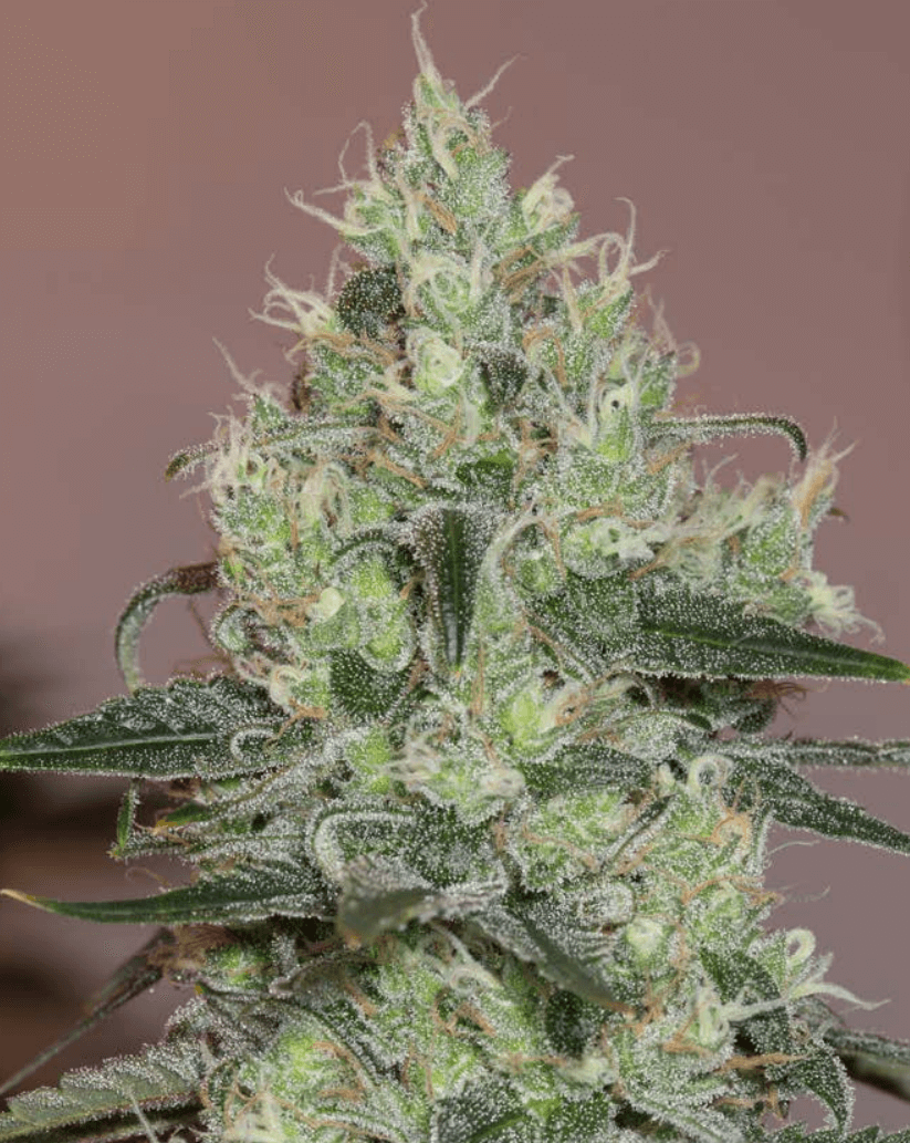AMNESIA シン パネル 当選品 Original Amnesia (Silent Seeds) :: Cannabis Strain Info