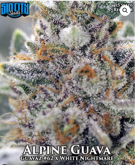 Alpine Guava flowering cannabis, as labeled by the cited photo source