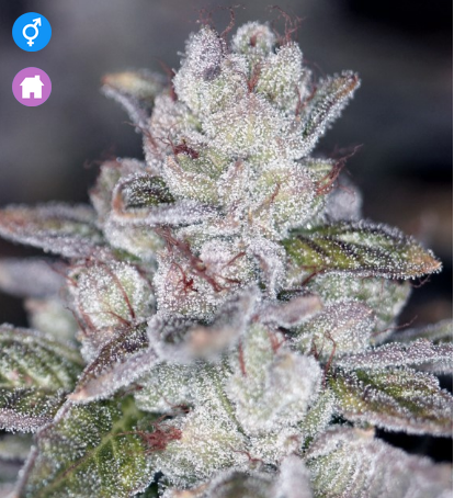 Las Vegas Sour Bubba