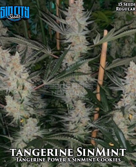 Tangerine SinMint