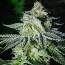 Zummy Bearz archive 0