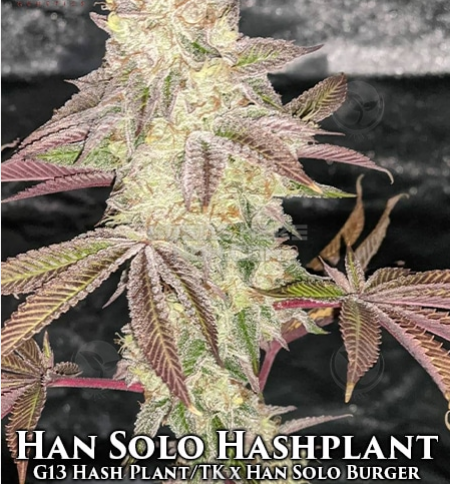 Han Solo Hashplant