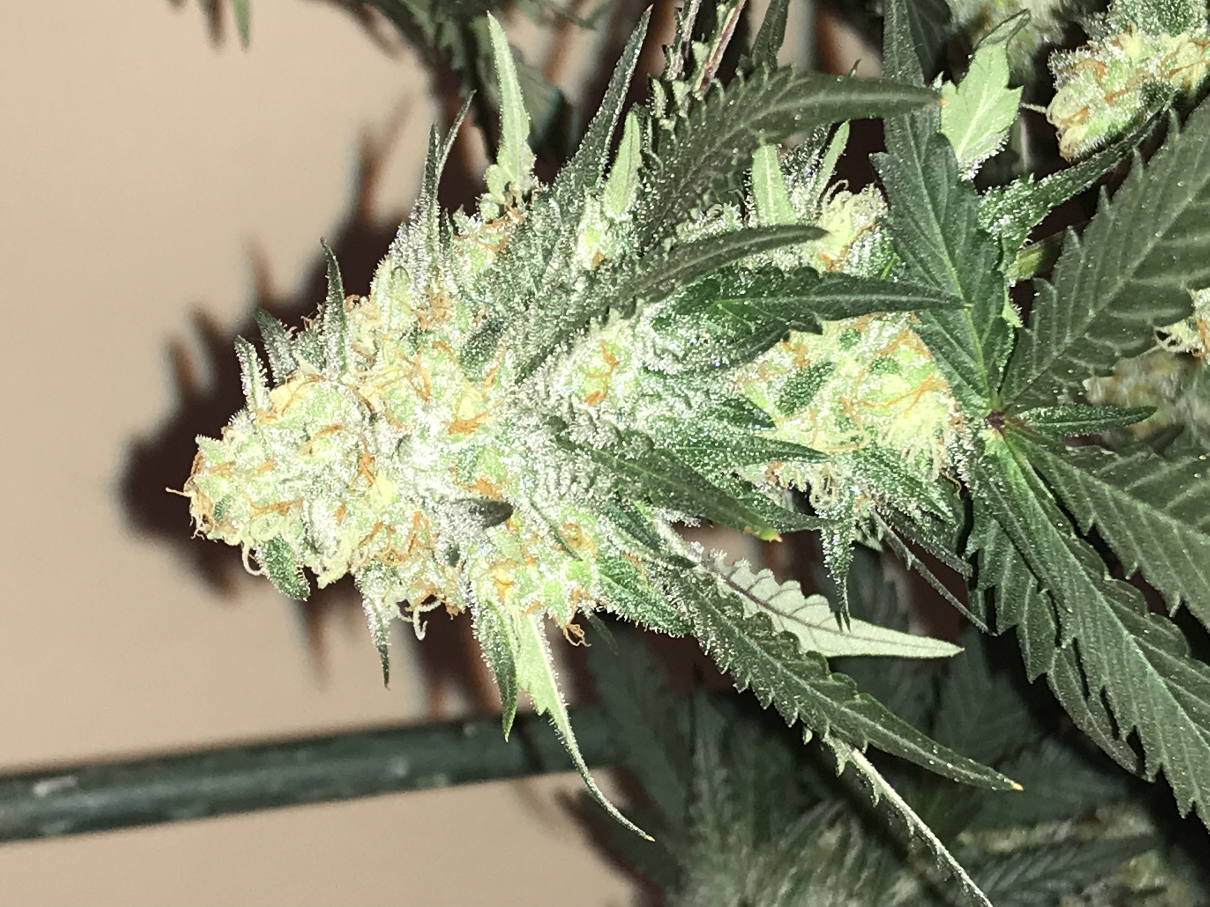 Dr J flowering cannabis, as labeled by the cited photo source