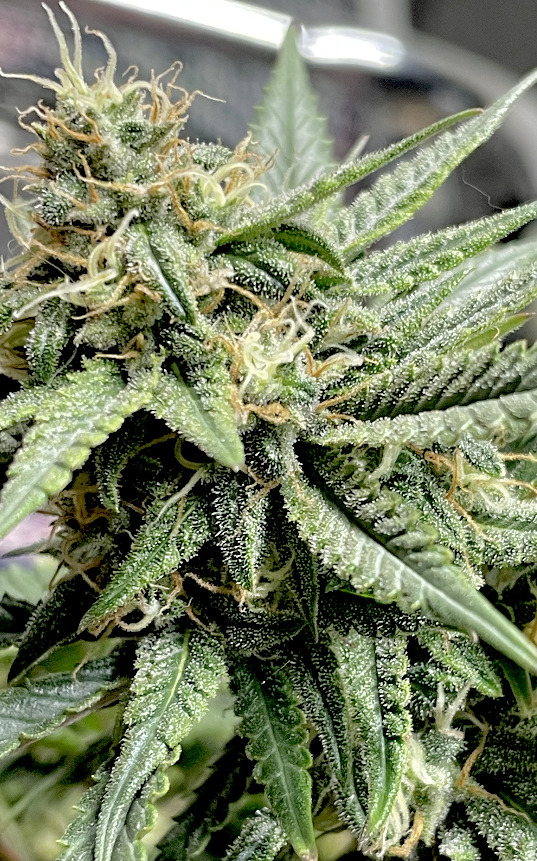 Kansas City Sour Haze #12