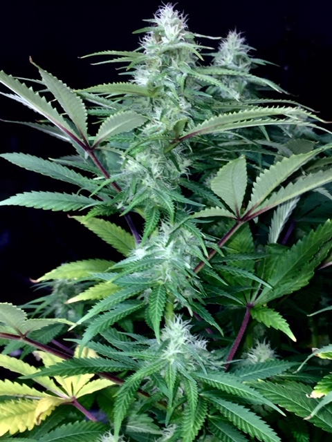 Watermelon Mouth Water