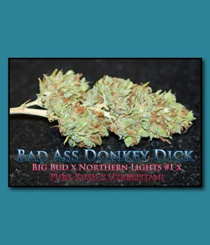 Bad Ass Donkey Dick