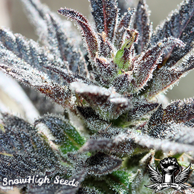 Electric Grape Punch