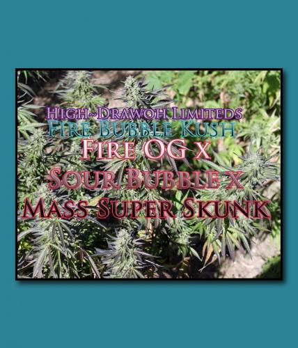 Fire Bubble Kush archive 0