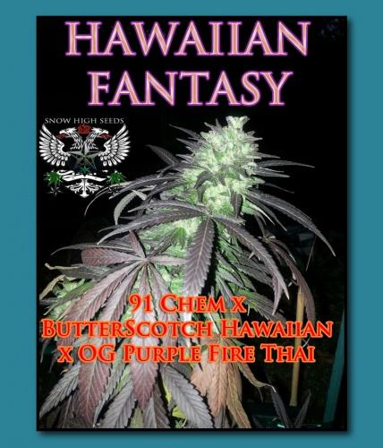 Hawaiian Fantasy
