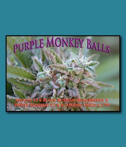 Purple monkey balls: strain page photo, credit seedfinder.eu, copyright status shown with credit copyright unverified