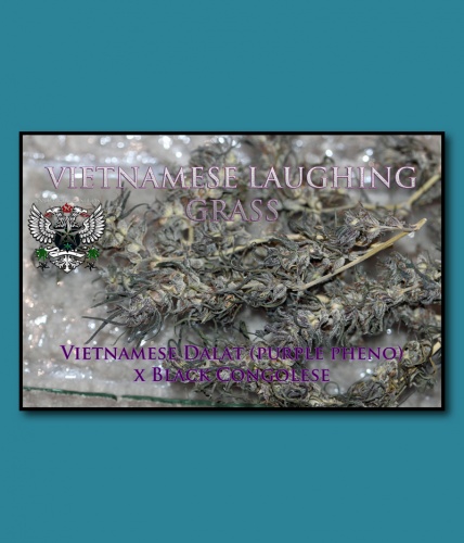 Vietnamese Laughing Grass archive 0