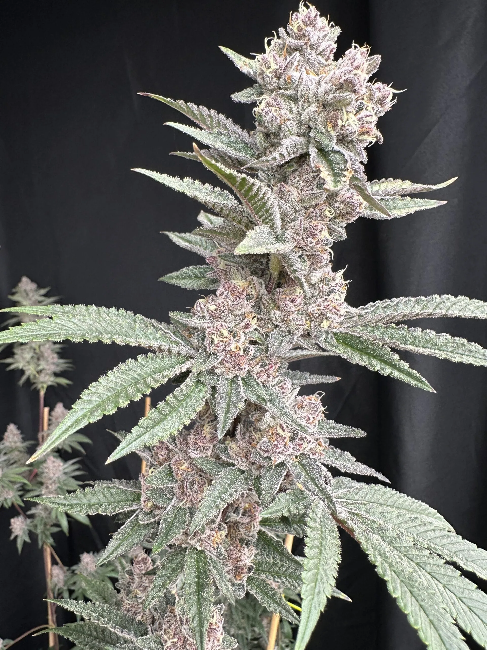 Funk in Da Trunk (Solfire Gardens) :: Cannabis Strain Info