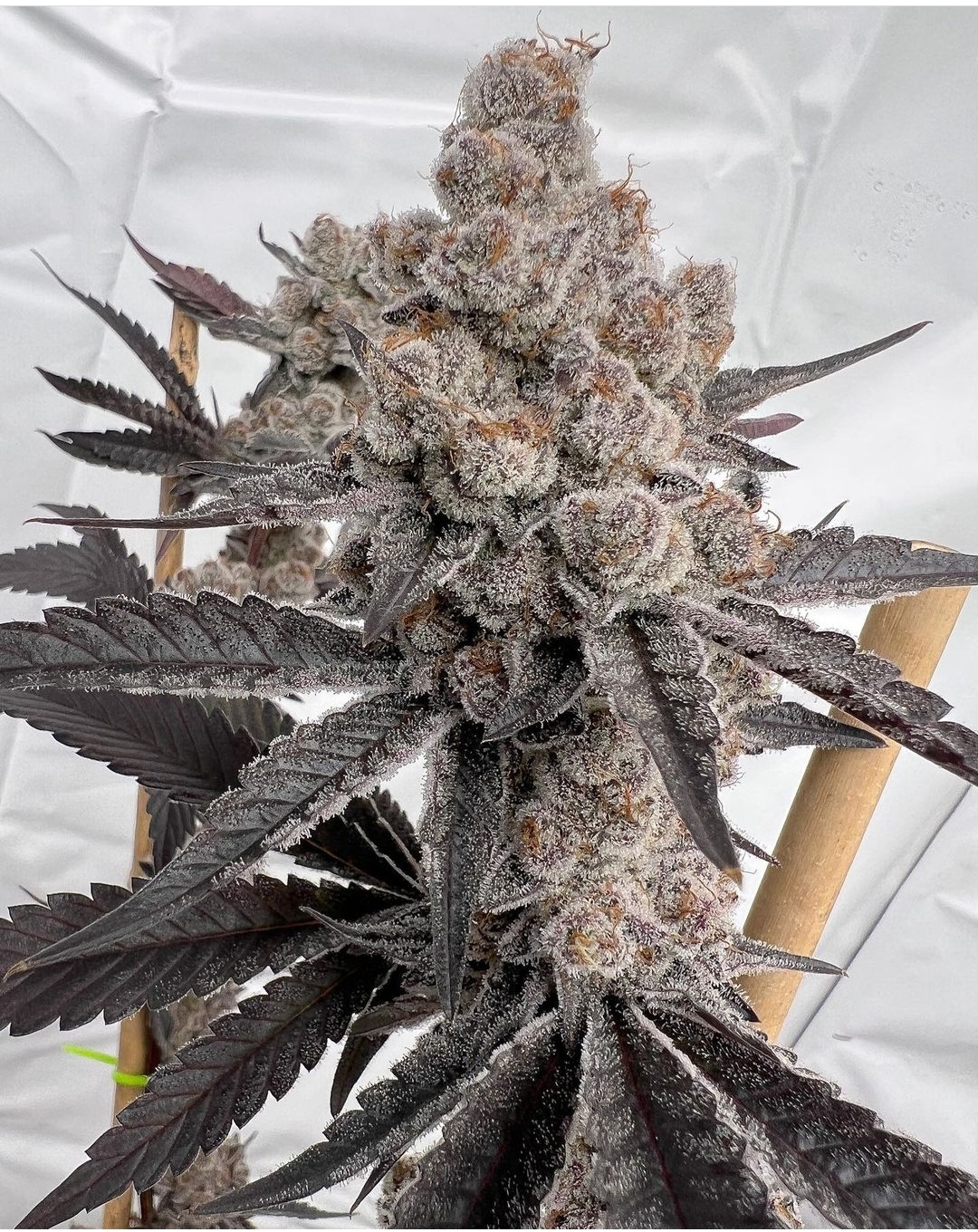 Space Juice (Solfire Gardens) :: Cannabis Strain Info :: SeedFinder.eu