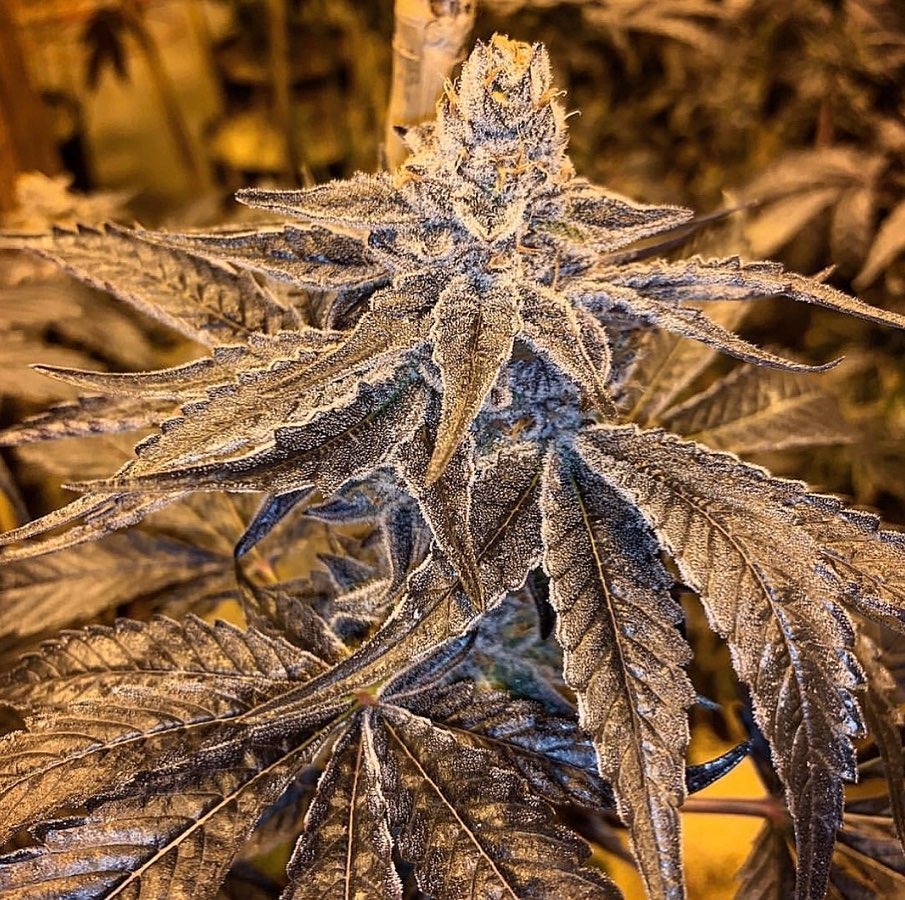 Why U Gelly flowering cannabis, as labeled by the cited photo source