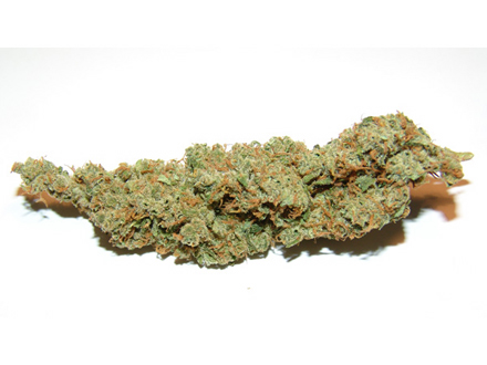 Amnesia Haze (Soma Seeds) :: Cannabis Strain Info :: SeedFinder.eu