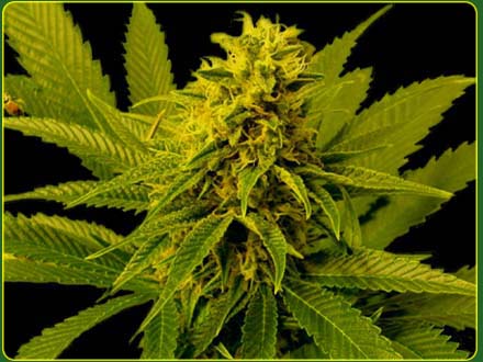 G13 Haze White Willow