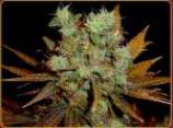 Somango: strain page photo, credit seedfinder.eu, copyright status shown with credit copyright unverified