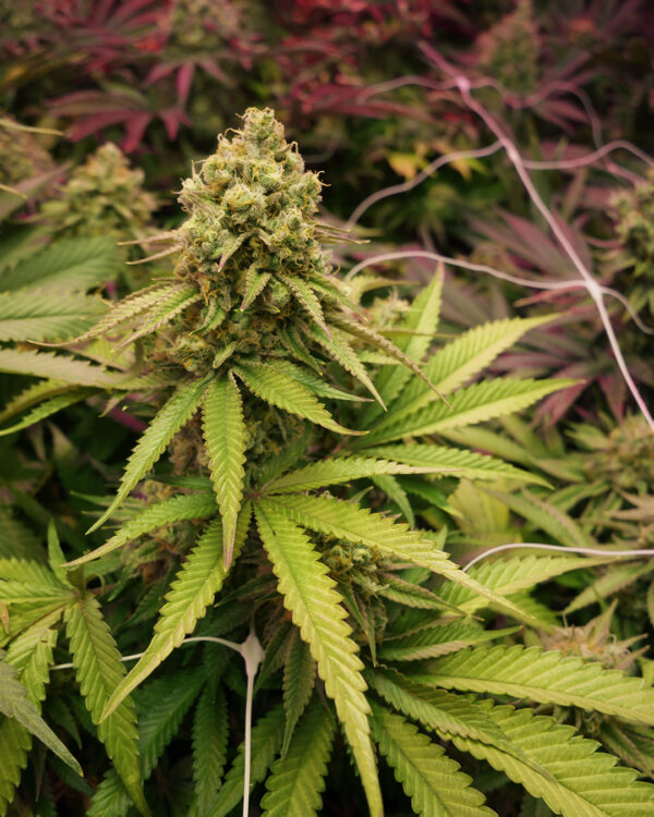 True OG: strain page photo, credit seedfinder.eu, copyright status shown with credit copyright unverified