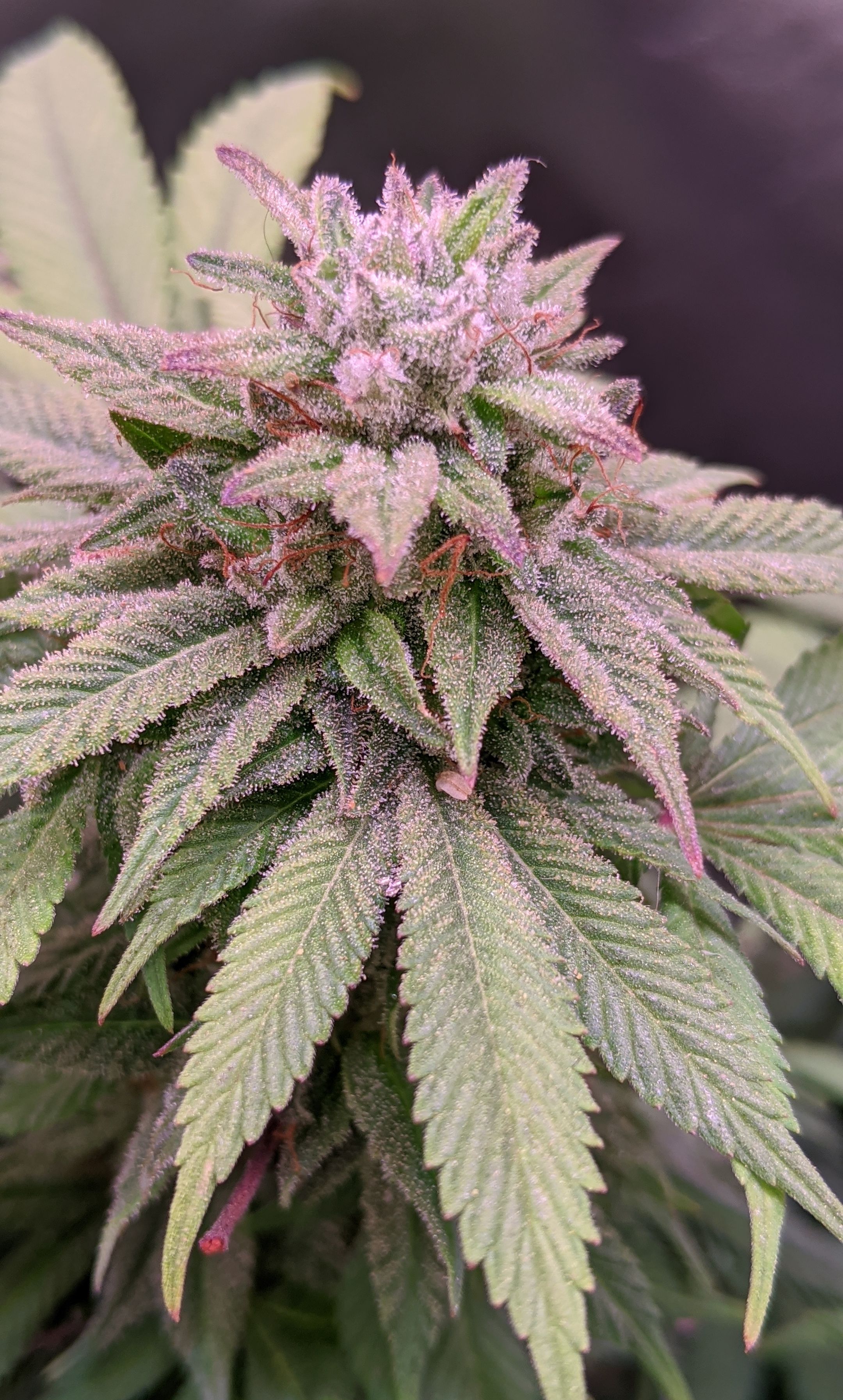 Errl Candy archive 0