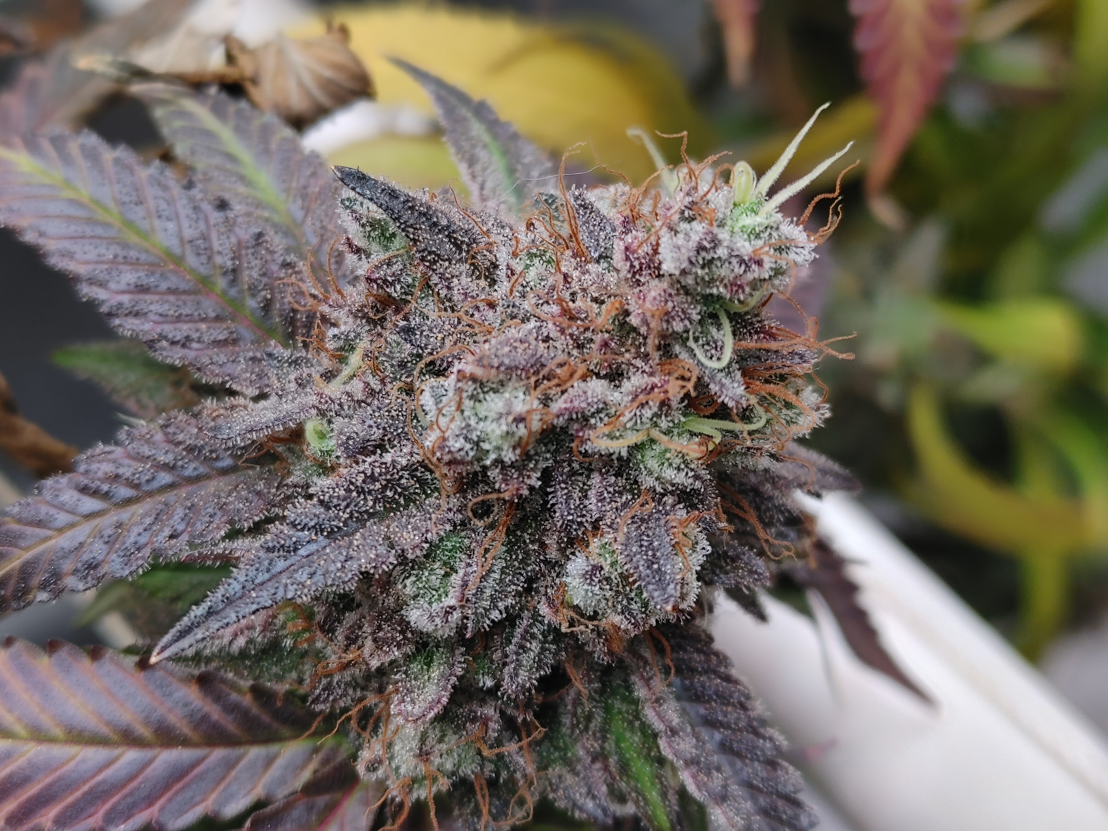 Gelato OG (South Bay Genetics) :: Cannabis Strain Info 