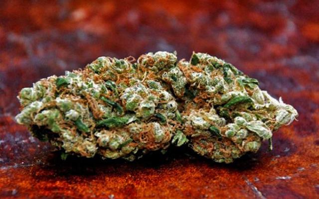 Sour Tsunami: strain page photo, credit seedfinder.eu, copyright status shown with credit copyright unverified
