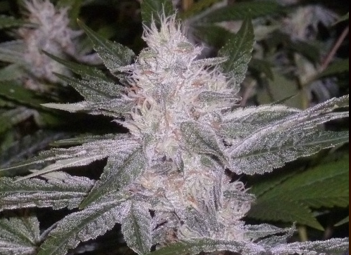 Lavender Glue