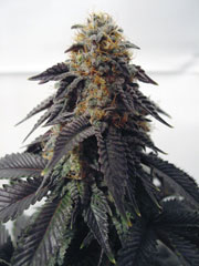 Blue Satellite 2.2 living flowering cannabis plant, as labeled by the cited image source