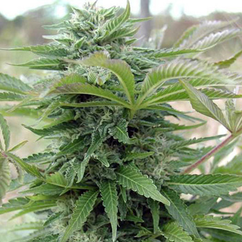 Afghan: strain page photo, credit seedfinder.eu, copyright status shown with credit copyright unverified