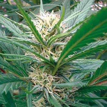 Early Spliff archive 0