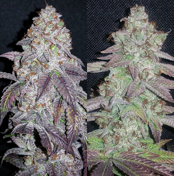 Brisker OG flowering cannabis, as labeled by the cited photo source