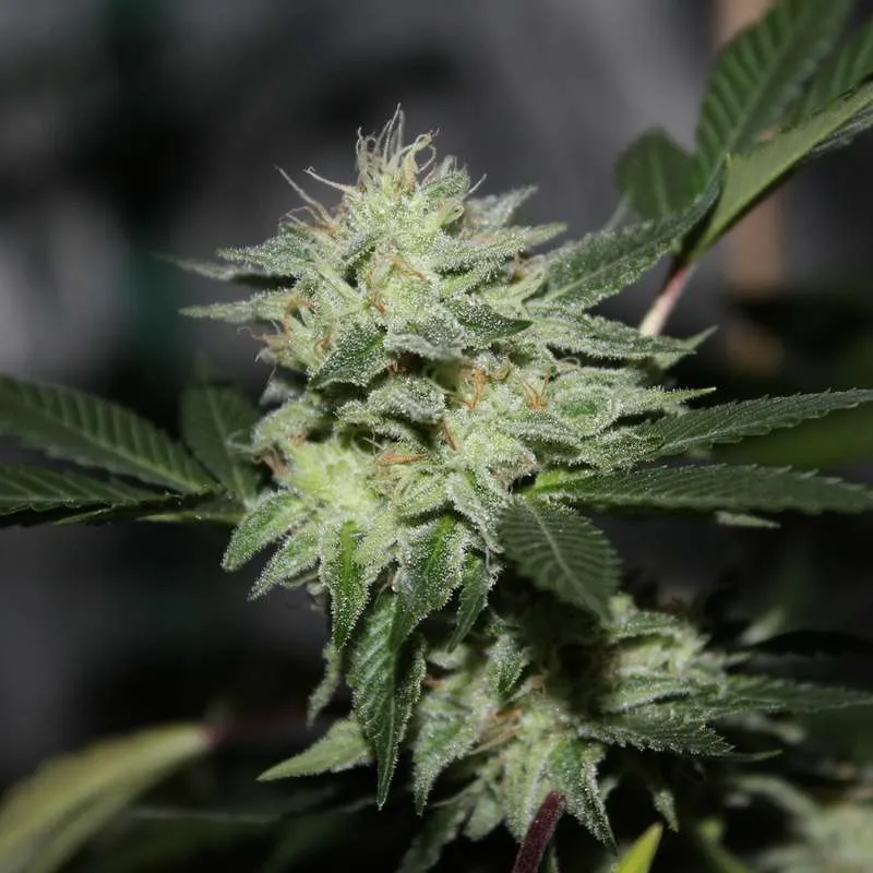 Black Lime Goji (Strayfox Gardenz) :: Cannabis Strain Info