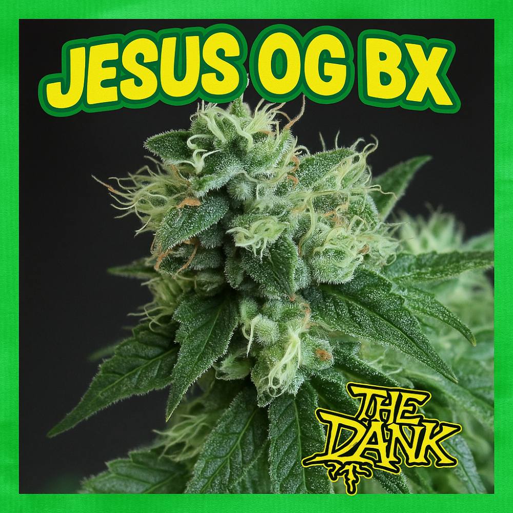 Jesus OG BX